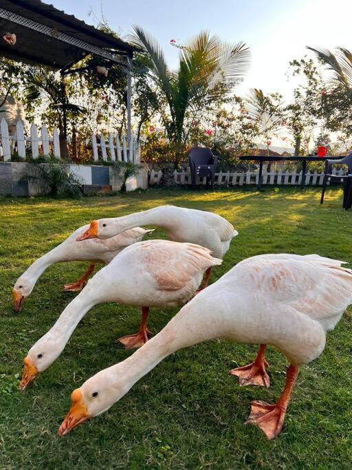 Saifarms Private Farmhouse Between Pune & Lonavala Nethersole Dam Extérieur photo